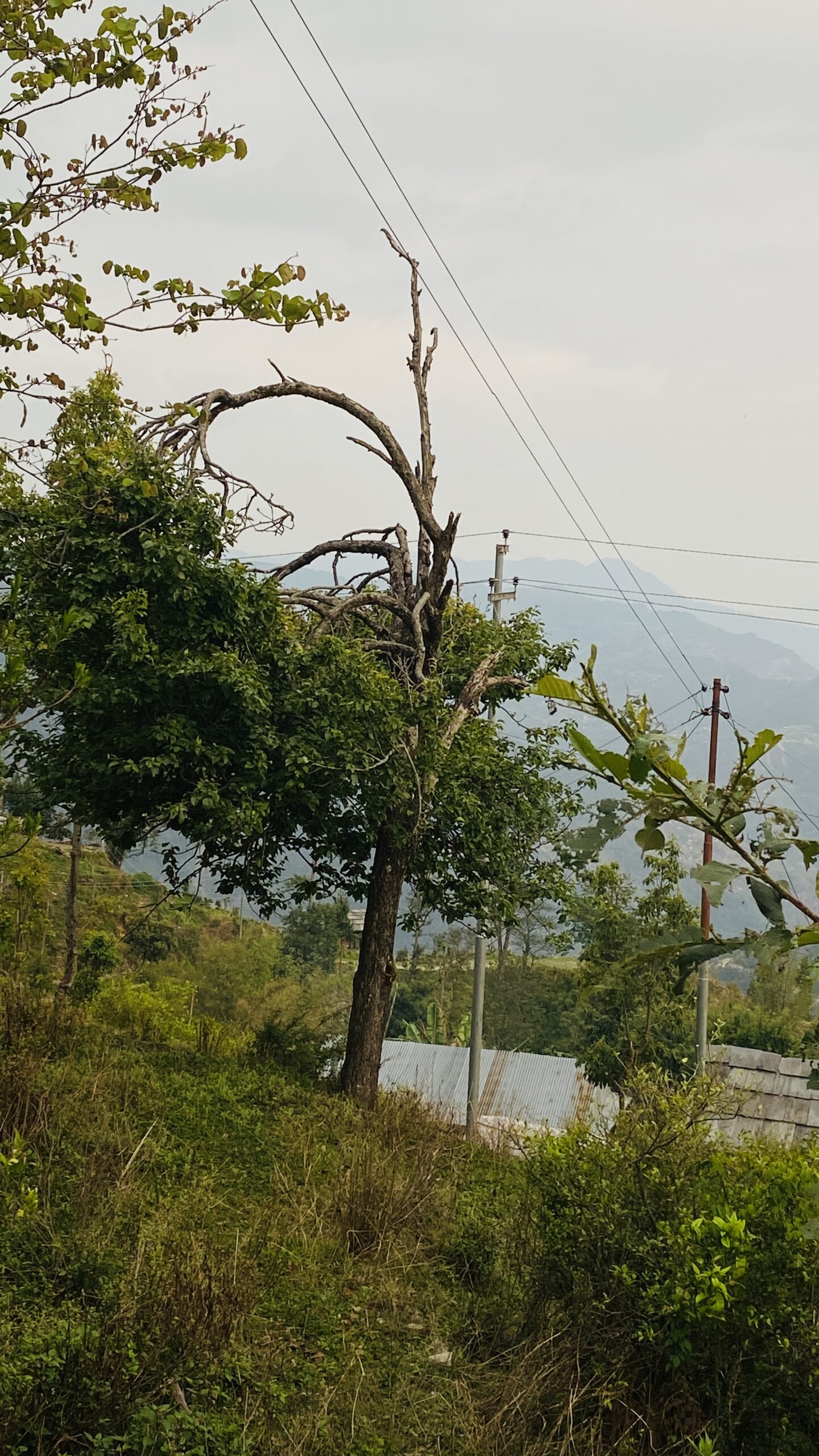 नाना निउँ युद्ध बीउ, बारूद दादागिरी