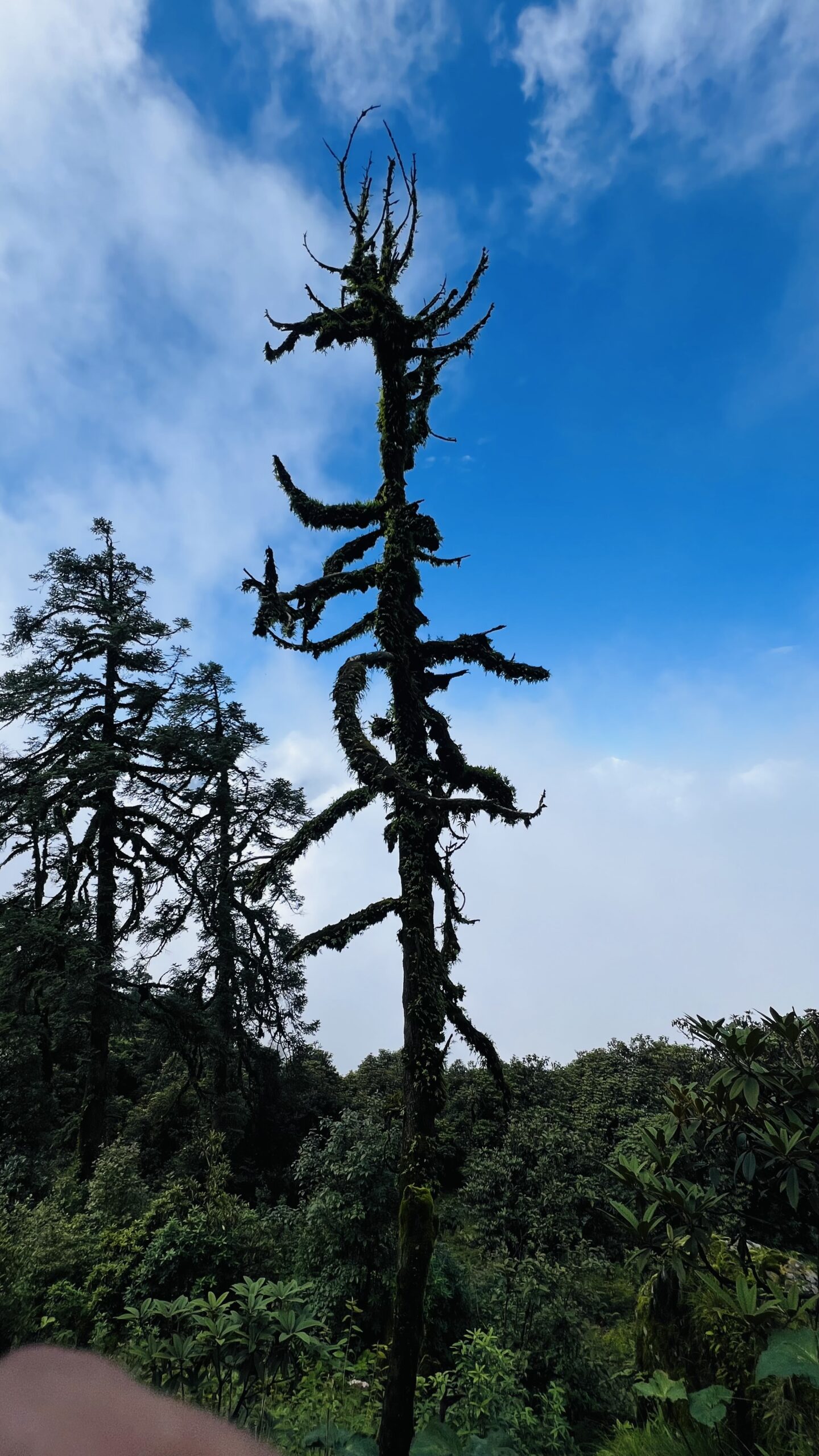 यात्रा